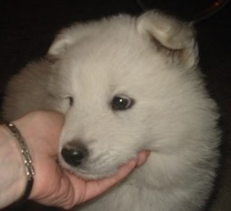 TENGO TODAS MIS VACUNAS AL DÍA Y YA CRECÍ UN MONTO MI MAMA TIENE QUE PONER FOTOS NUEVAS Y YO QUIERO UN NOVIO. SI SABEN DE ALGÚN SAMOYEDO ME AVISAN? QUIERO UN NOVIO YA, ACTUALIZA LAS FOTOS MAMA!!!